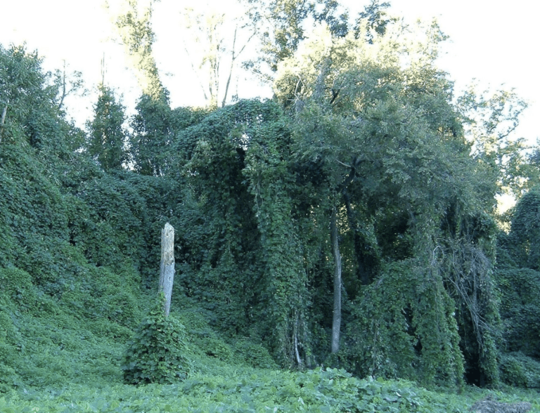 kudzu