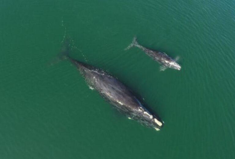 North Atlantic right whale #3720 and calf were first spotted off Wassaw Island, Georgia, on January 19, 2021. NOAA Fisheries will partner with NASA and the private sector to develop satellite tags that improve whale detection and reduce the risk of vessel strikes. Credit: Clearwater Marine Aquarium Research Institute, taken under NOAA permit #20556-01.