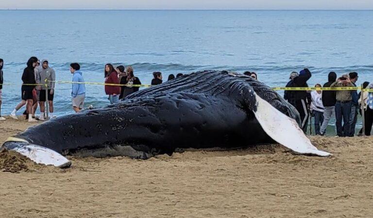 whale_vb1