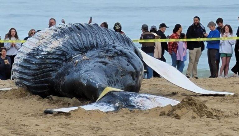 whale_vb2