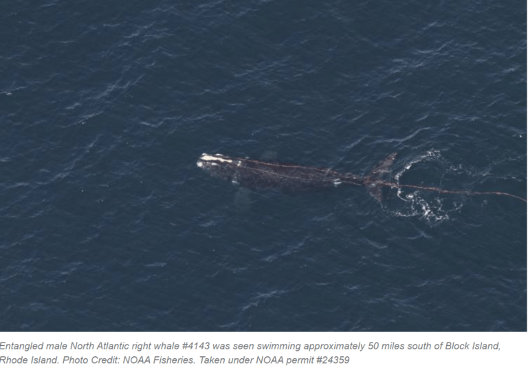 whale_entangled_24