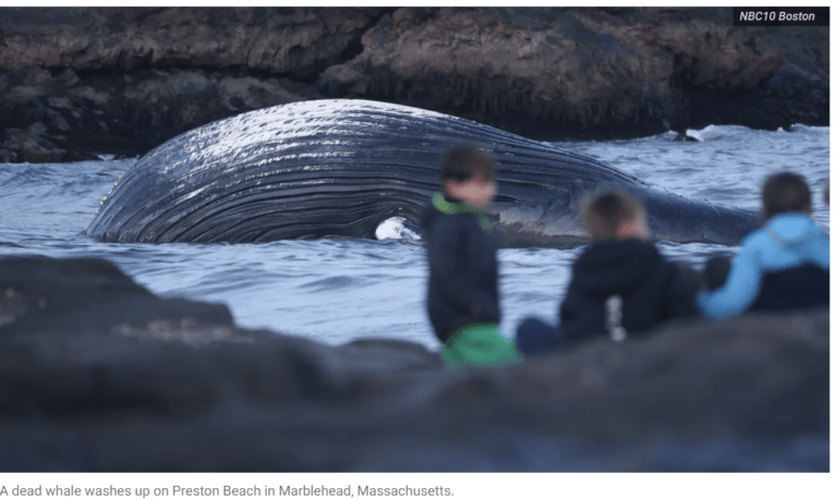 whale_marblehead