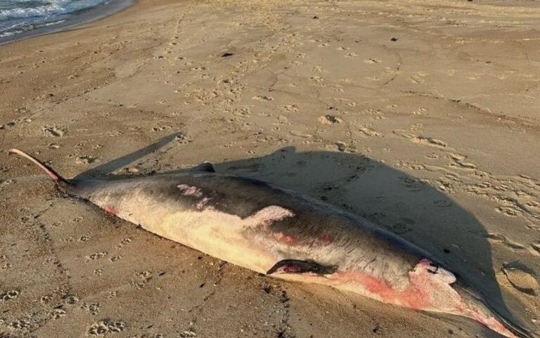 beakwhale