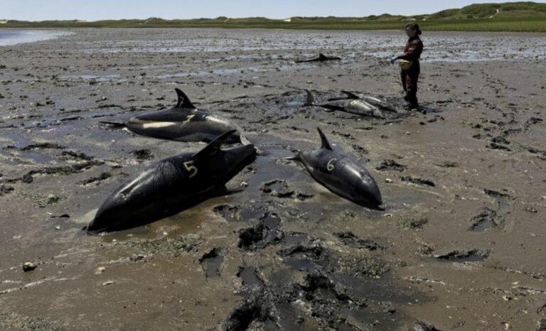 dolphins_stranding_july42