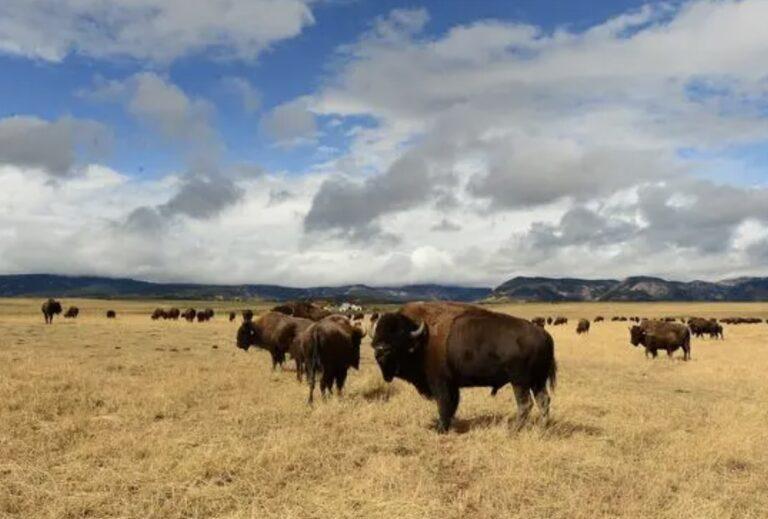 Buffalo_farm