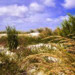Cape_charles_beach_sept24b3
