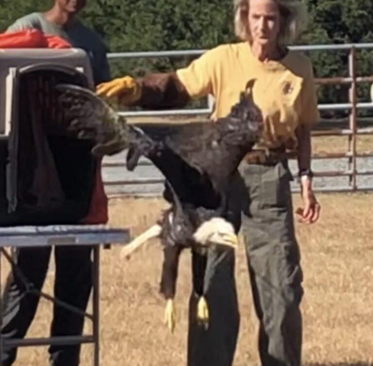 eagle24