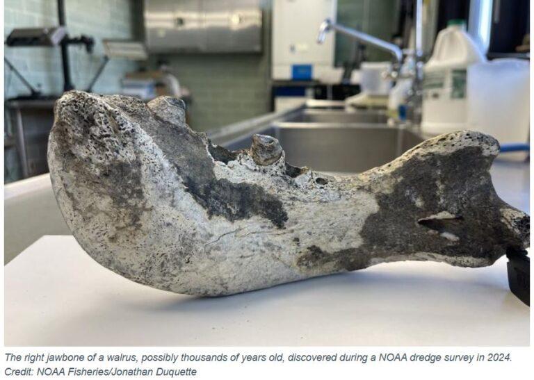 jawbone-noaa-walrus
