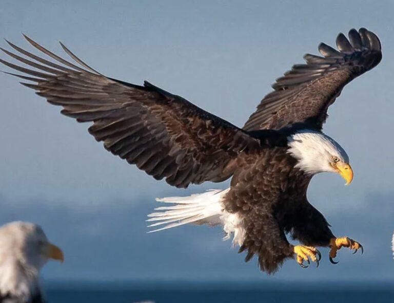 Bald_Eagle