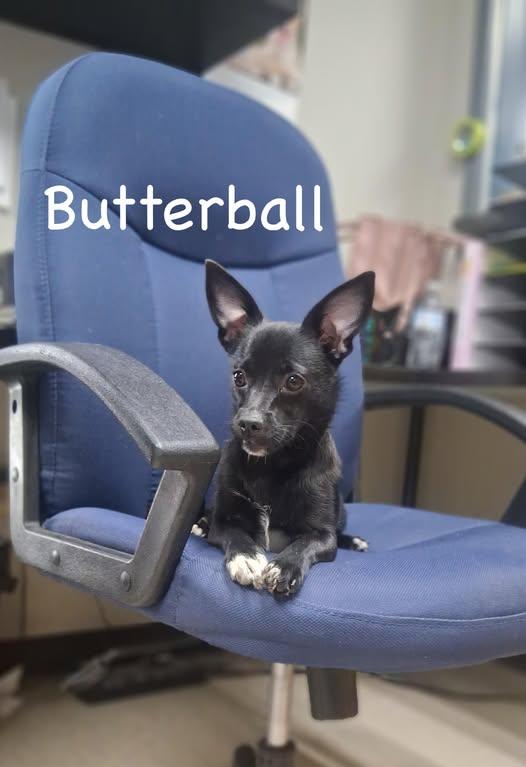 butterball_dog