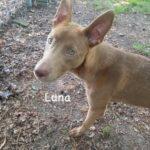 luna