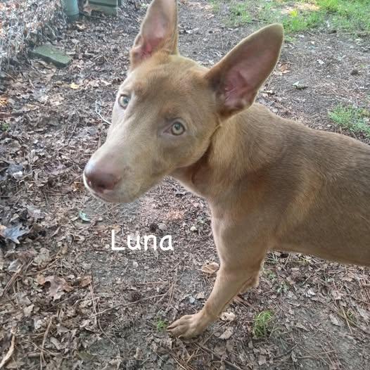 luna