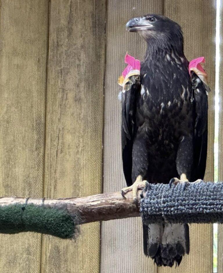Kiptopeke_Eagle_2025