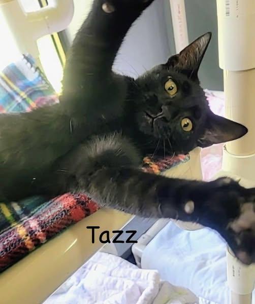 Tazz