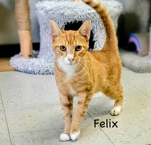 Felix