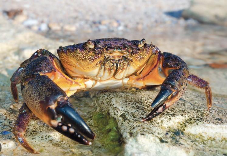 Stone_Crab