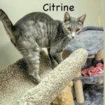citrine