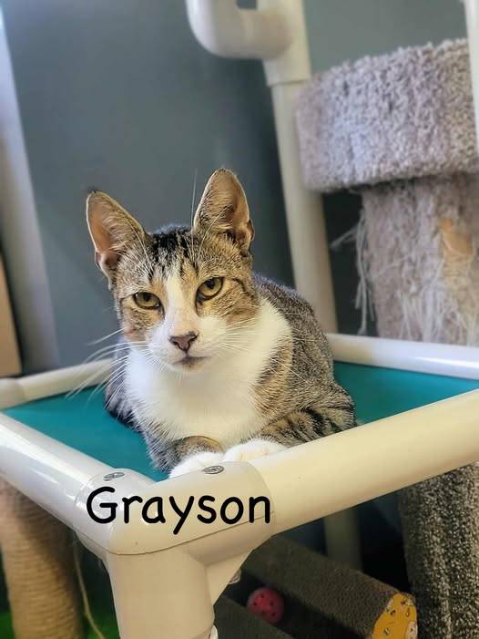 grayson