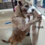 Frank_2