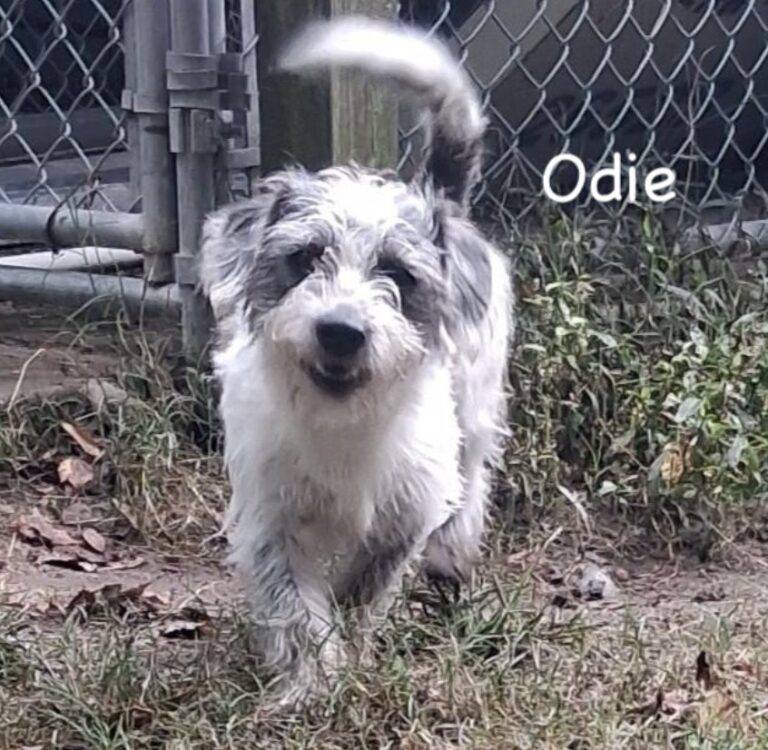 Odie