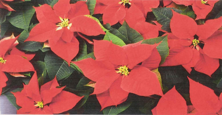 Poinsetta