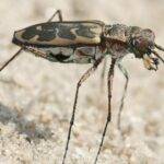 tigerBeetle
