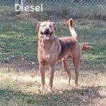 Diesel2