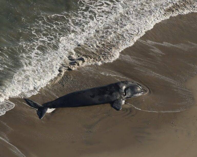 Whale_death_2026