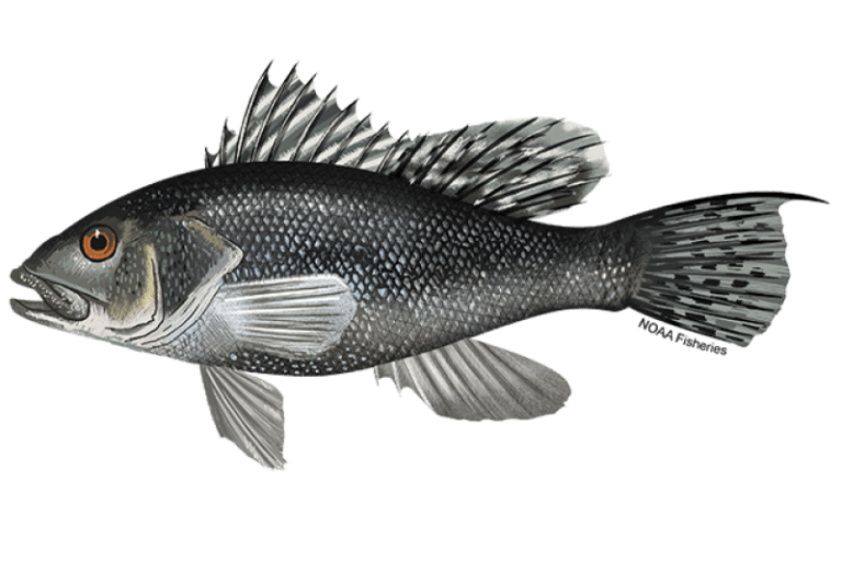 640x427-Black-Sea-Bass-NOAAFisheries