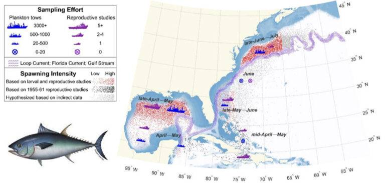 BlueFin_tuna_map