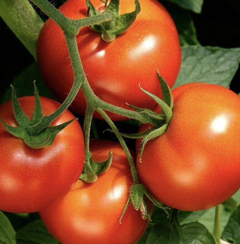 tomato2