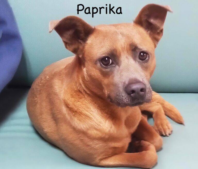Paprika