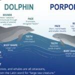 Dolphin_porpoise