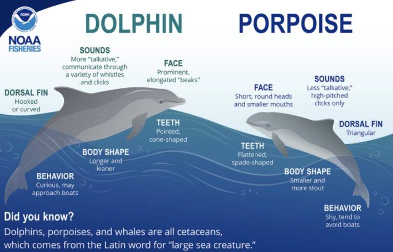 Dolphin_porpoise