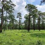 Pine_savannah