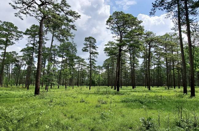 Pine_savannah