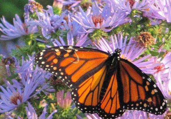 Monarch Butterfly22