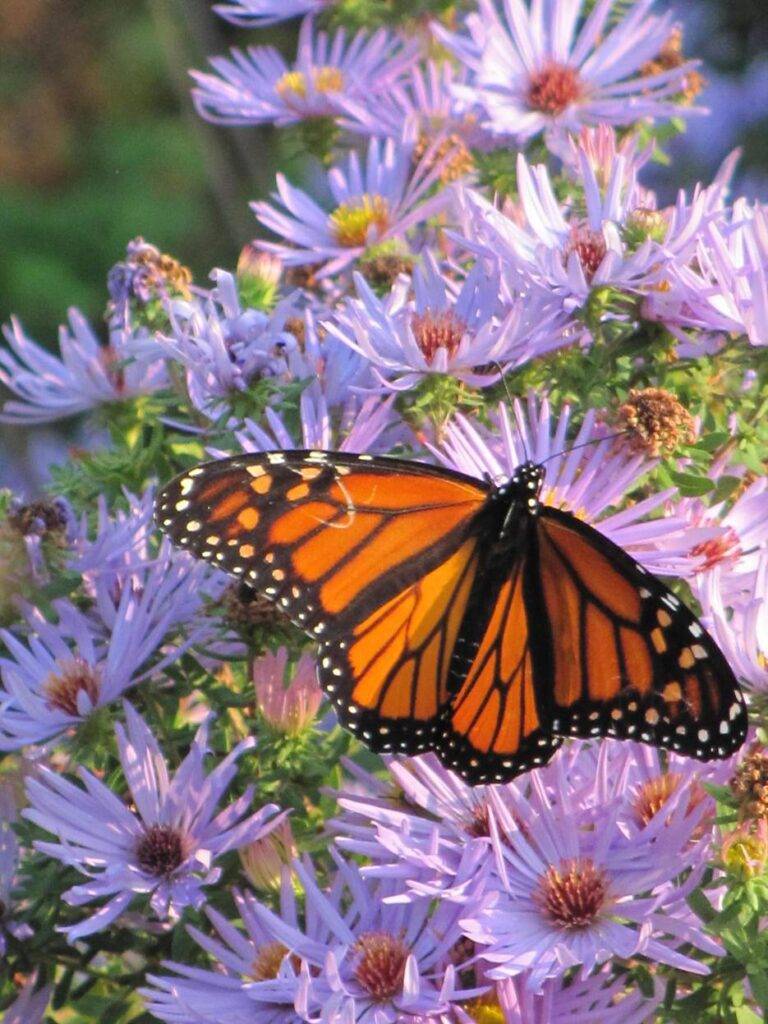 Monarch Butterfly22