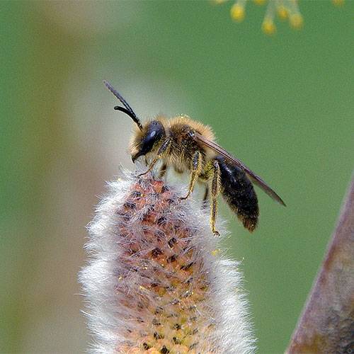 mining-bee