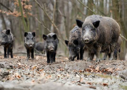 Feral_Pigs_swine