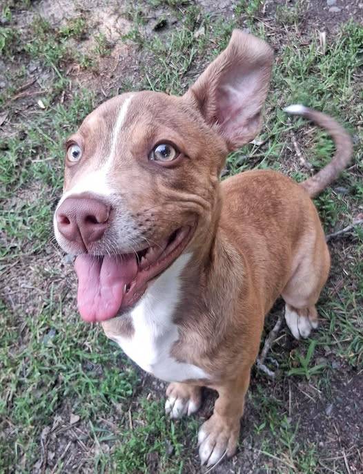 Rusty