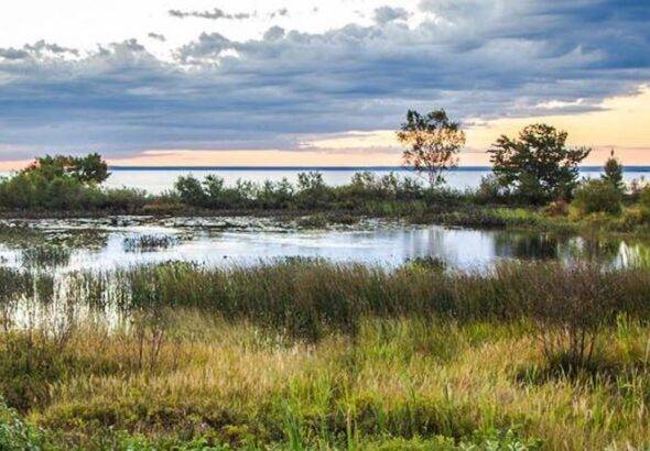 WETLANDS_USDA