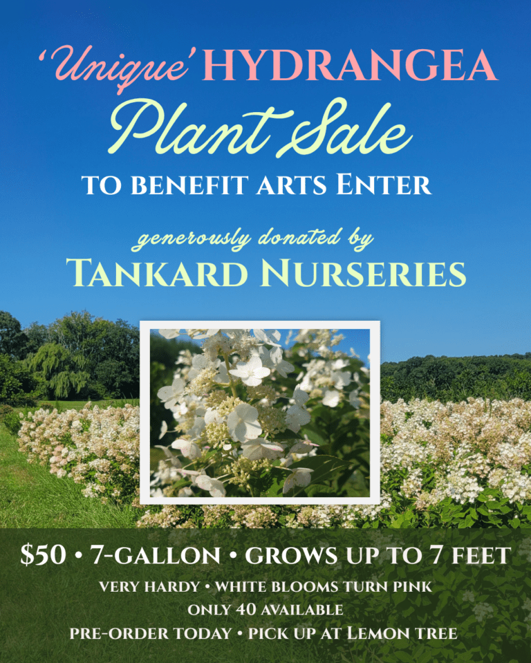 Arts_Enter_Hydrangea