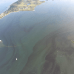 Red tide