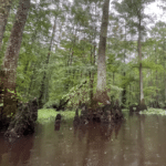 cypress_wetlands