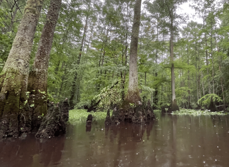 cypress_wetlands
